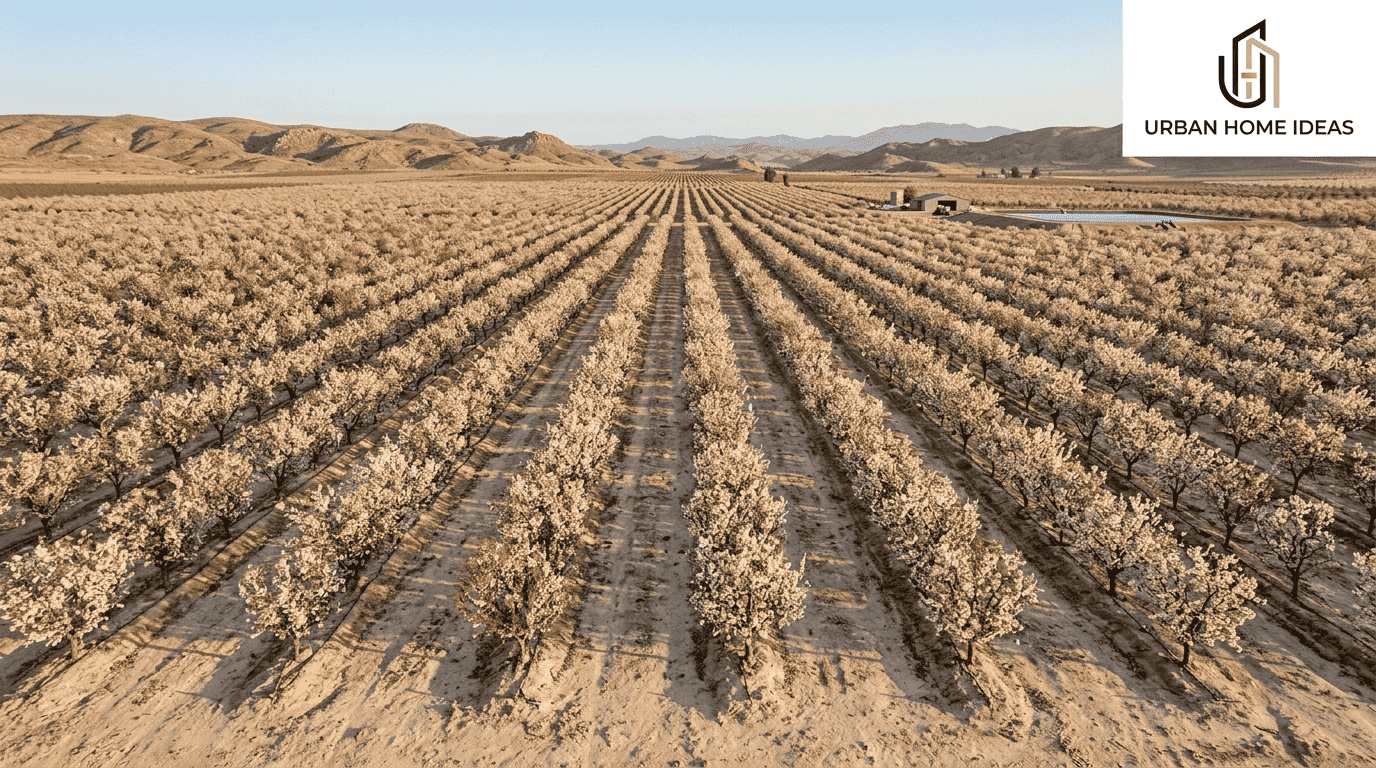How Do You Grow an Almond Tree