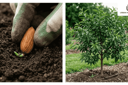 How Do You Grow an Almond Tree