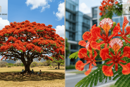 Delonix Regia Flamboyant Tree
