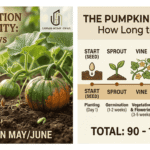how long does it take for pumpkins to grow
